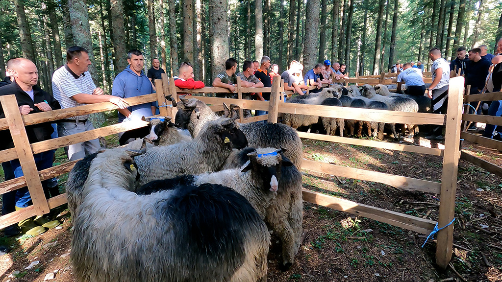 zašto raste broj krava a opada broj ovaca u kantonu središnja bosna? – flash.ba