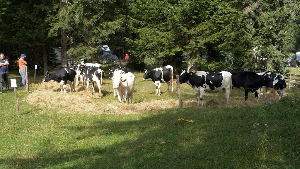 zašto raste broj krava a opada broj ovaca u kantonu središnja bosna? – flash.ba