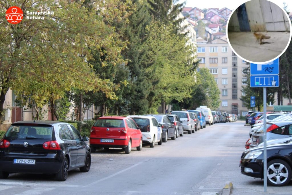 Foto/ Na Čengić Vili u Gradačačkoj ulici se pojavila lisica, građani u nevjerici šta su vidjeli