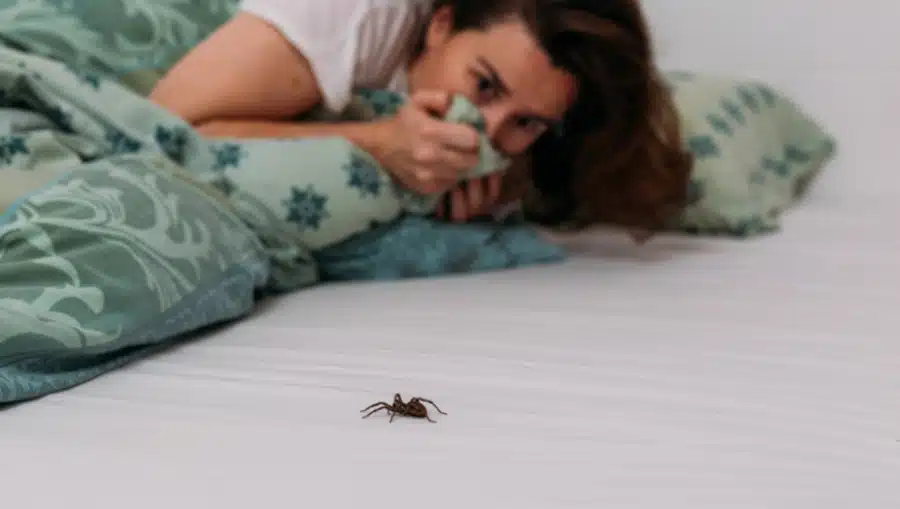 Kako da zauvijek otjerate paukove iz kuće: Ovih šest genijalnih trikova pomogli su mnogima