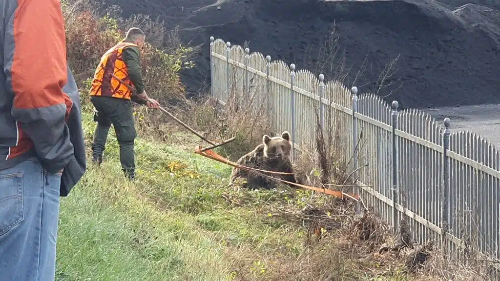 U mjestu Barice kod Donjeg Vakufa povrijeđen medvjed, ostao bez noge, u toku akcija spašavanja!