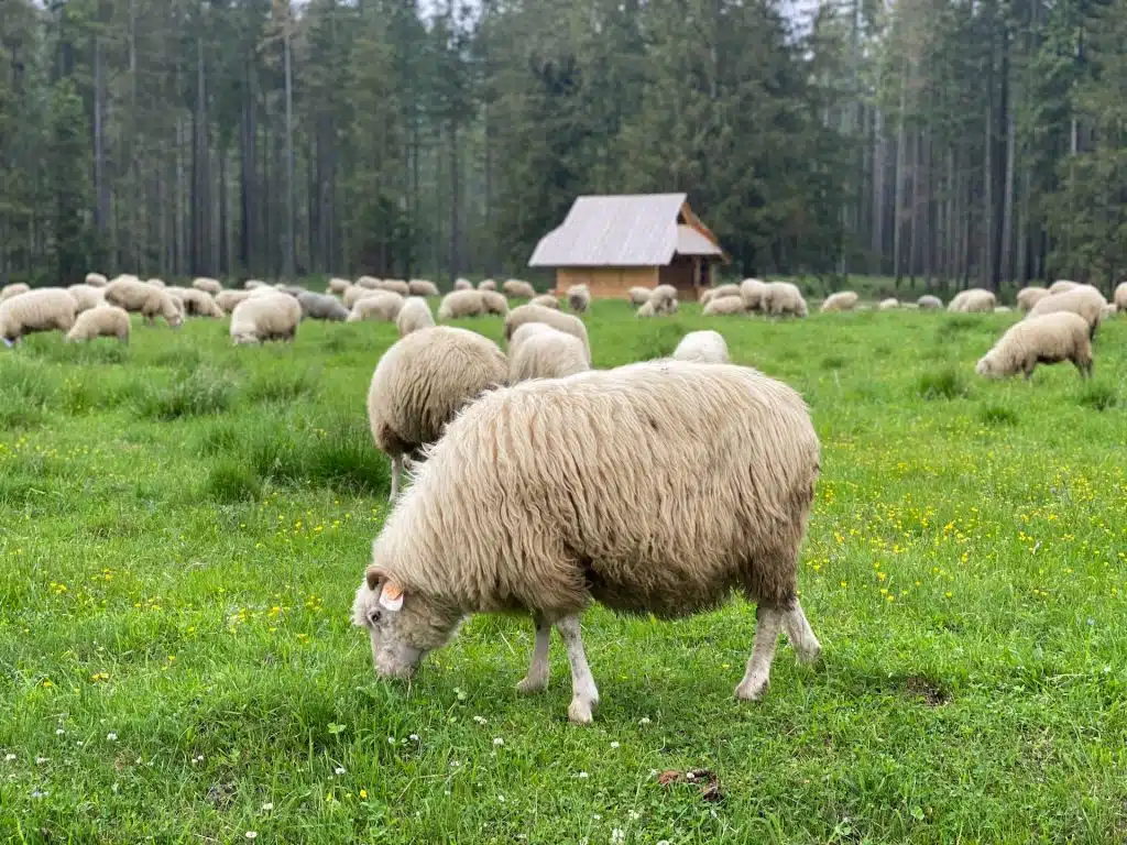 Uvoznik iz Posušja pokušao prevariti carinike: Za carinjenje prijavili ovce, a uvozili jagnjad
