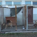 vrijedna donacija azilu za napuštene životinje u stranjanima