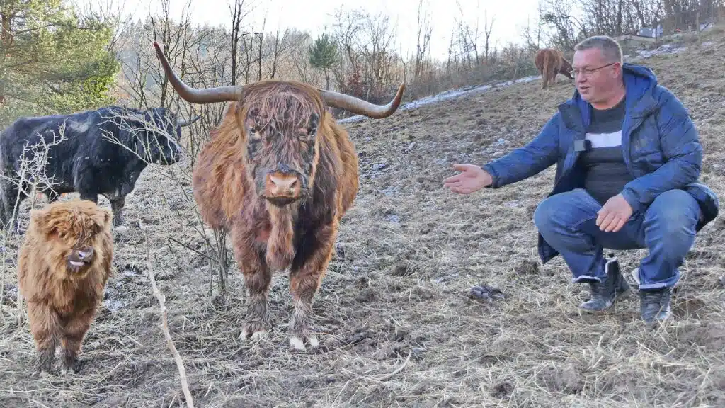 Škotska goveda doveo u Jajce, od njih je najfinije meso