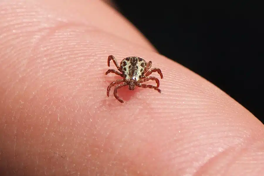 POČINJE NJIHOVA SEZONA Jedini ispravan način izvlačenja krpelja iz kože