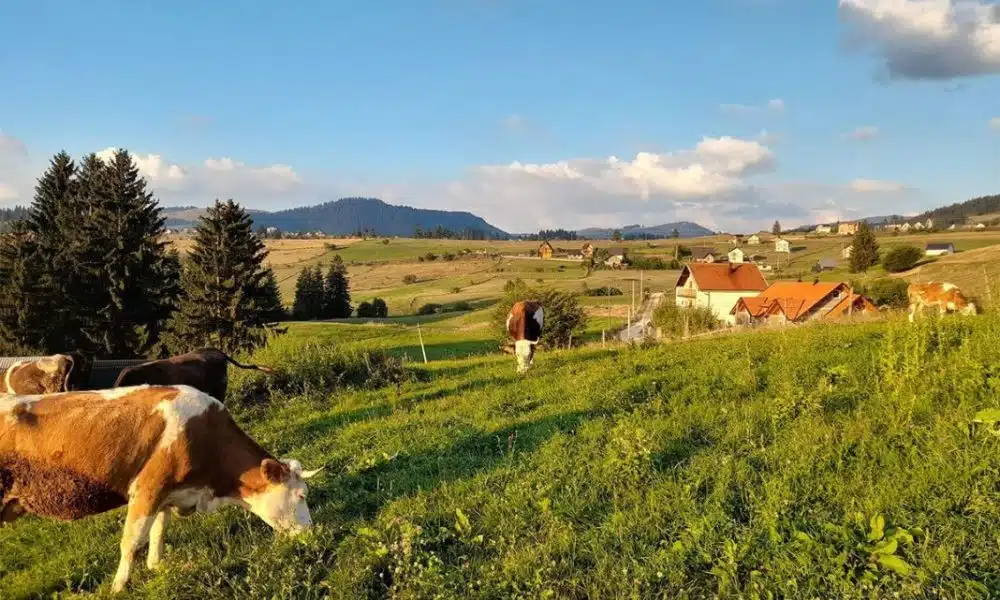 SREDNJA BOSNA: Nije znala ni kravu pomusti, a kasnije od sira zaradila mirovinu
