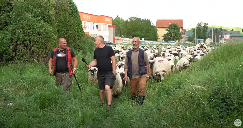 Posljednji nomadi iz Bosne, Eldin i njegovih 1200 ovaca putuju već danima (VIDEO)