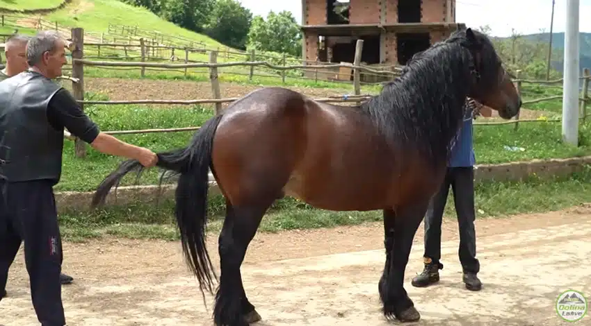 SREDNJA BOSNA: Kako je Fadil postao najveći trgovac konja
