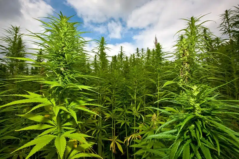 SIPA otkrila plantaže marihuane u Čapljini