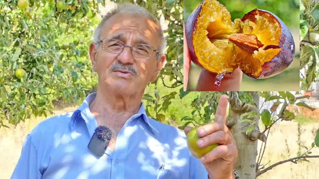 (VIDEO) Ramske šljive rodile kao nikada, najsočnije i najslađe koje ćete probati