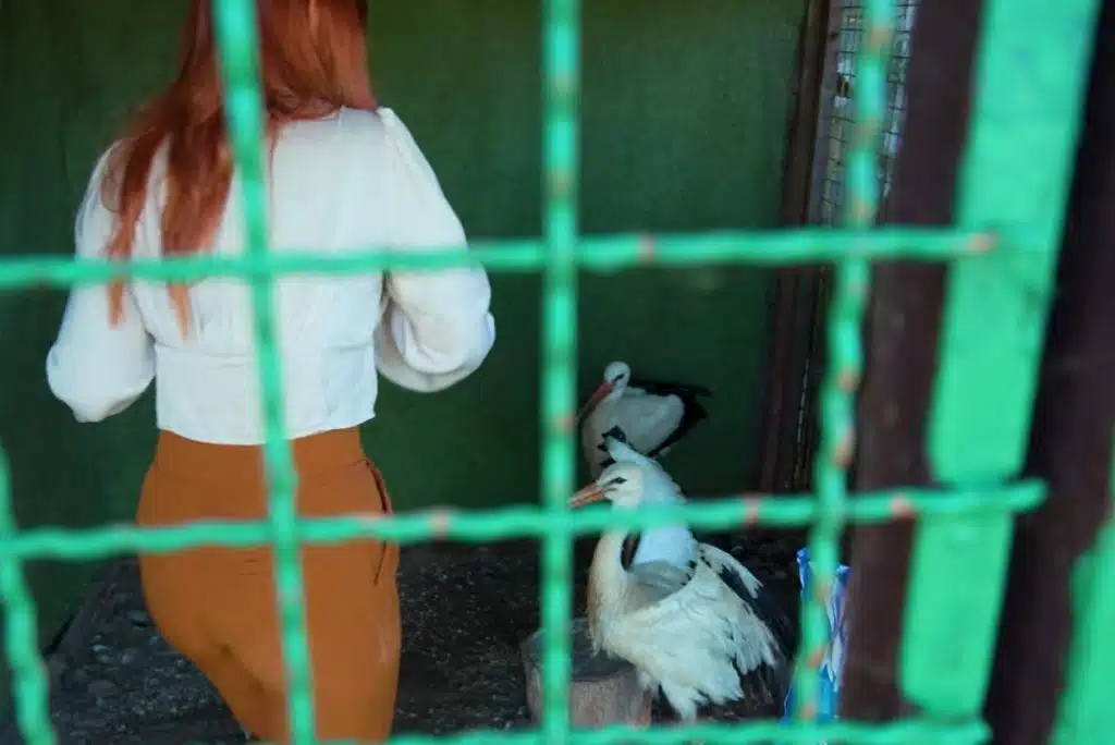 Video/ Spašena populacija roda sa Pala prolazi kroz dugotrajan oporavak do dolaska proljeća u Zoološkom vrtu “Bambi” u Hrasnici