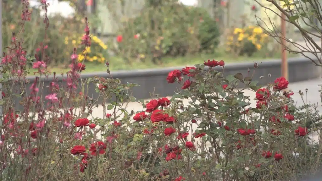 Tuzla osvježena cvjetnim gredicama i novim drvećem (VIDEO)