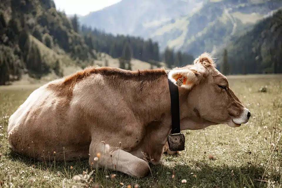 NIJE SVEJEDNO KOJE JE BOJE Snovi o kravi mogu predstavljati period mraka i žalosti, ali i sreće i veselja