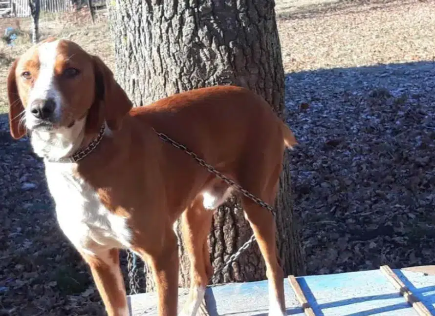SIMBA SE VRATIO PRVOJ KUĆI! Pas nakon osam godina otišao od vlasniku iz Drvara u Livno