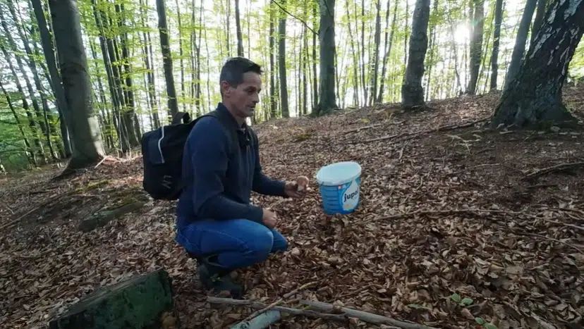 (VIDEO) DNEVNO ZARADI 300 KM Marko Jurešić od malih nogu bavi se branjem šumskih plodova