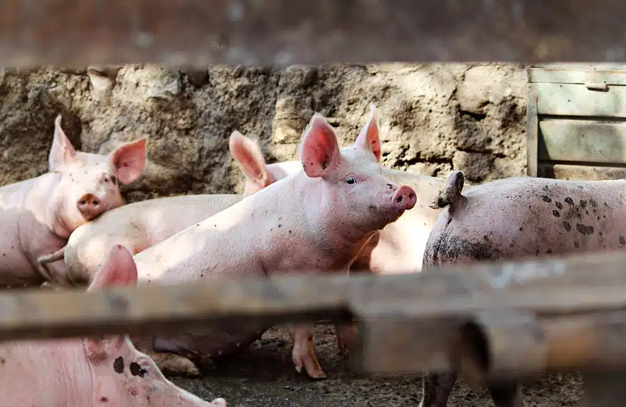 Pogledajte kako se kreću cijene prasića pred Božić