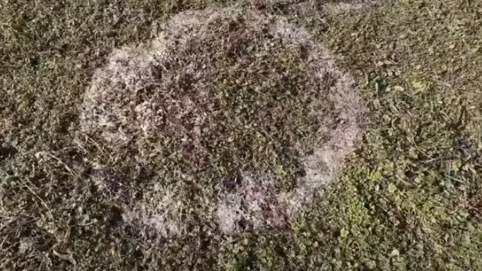 (VIDEO) MOŽDA SU VANZEMALJCI, A MOŽDA JE RADIOAKTIVNOST Pojavili se zagonetni krugovi na njivi kod Viteza: Ima ih stotinu…