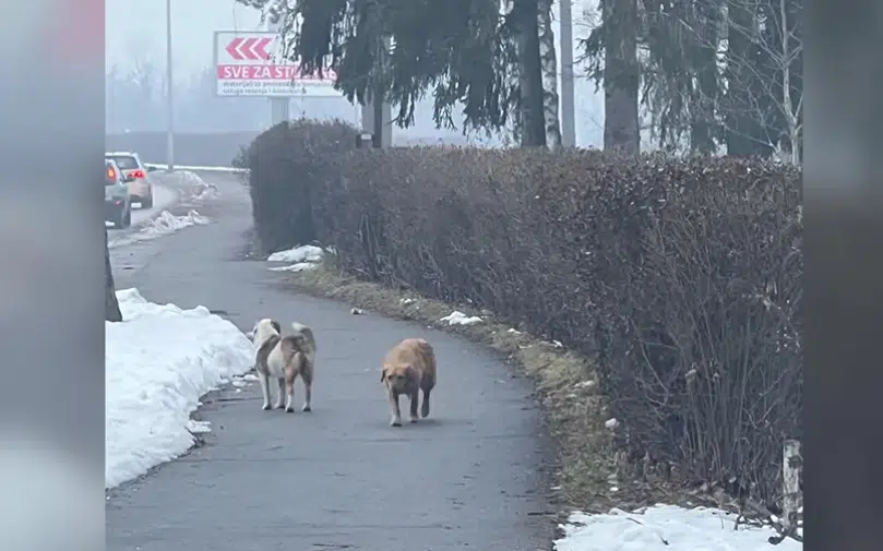 ALARMANTNO STANJE U TESLIĆU Građani u strahu zbog svakodnevnih napada pasa lutalica