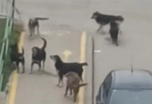 HAOS U KAKNJU! Psi lutalice haraju ulicama