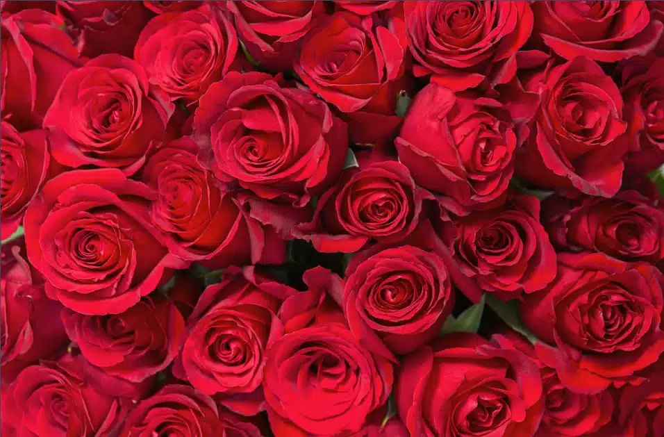 Čestitku za Dan žena uputili su općinski načelnik Boris Marjanović te predsjednik Općinskog vijeća Nerman Ramić