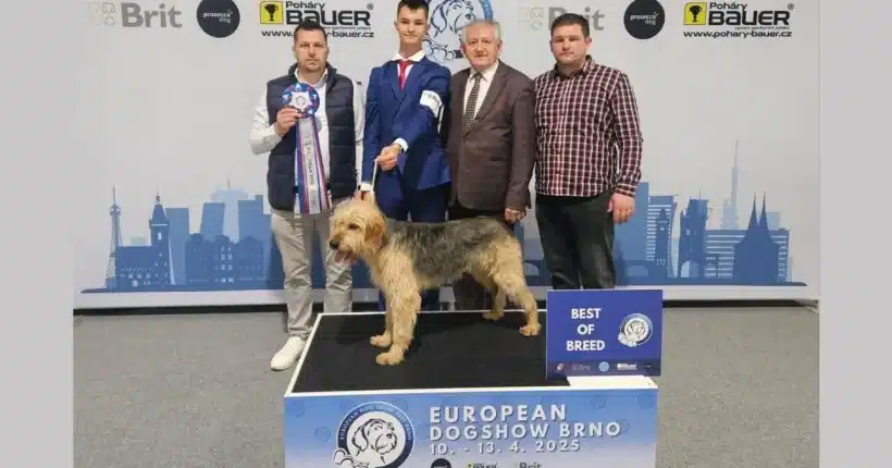 Luka Biletić iz Viteza i Bobi ponovno zablistali: Europski šampion i najljepši pas pasmine na European Dog Show 2025