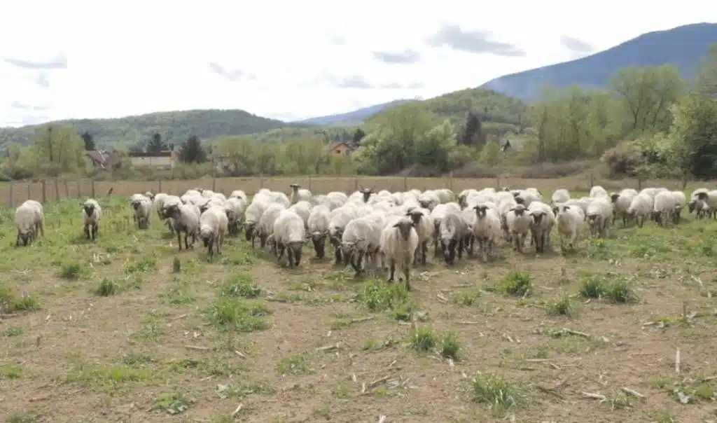 Nomadski život i vrhunski sir: Ovce i krave Fuškama zaradile dva nova stana u Travniku (VIDEO)