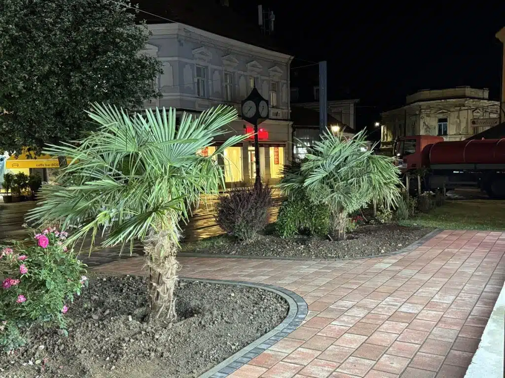 Palme uljepšale Korzo i gradski park u Tuzli