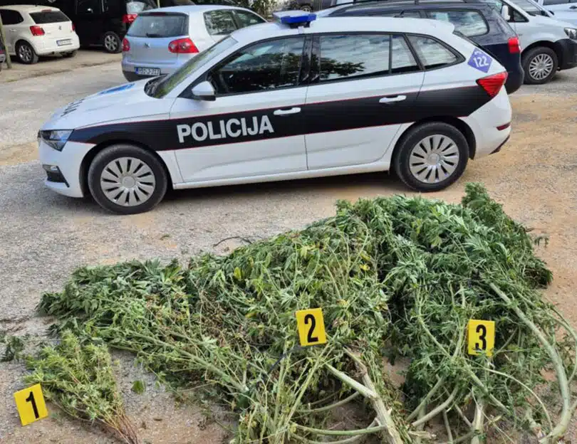 U Čitluku pronađeno 50 kg marihuane, zatečena dva muškarca