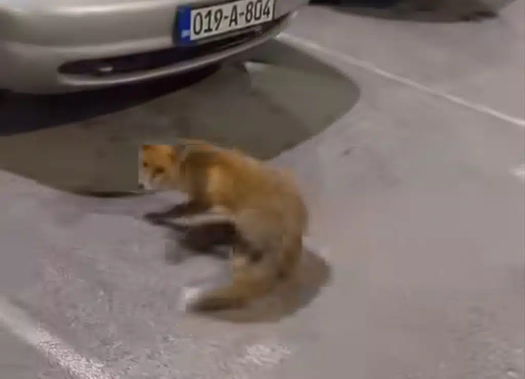 Video/ Lisica se prošetala sarajevskim naseljem Alipašino Polje