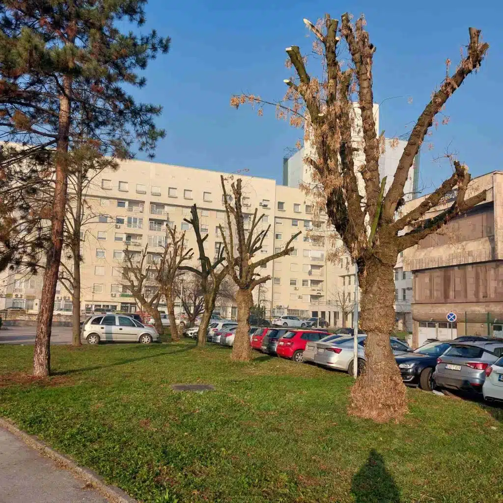 Nastavljaju se radovi na orezivanju i uređenju drvoreda u Tuzli