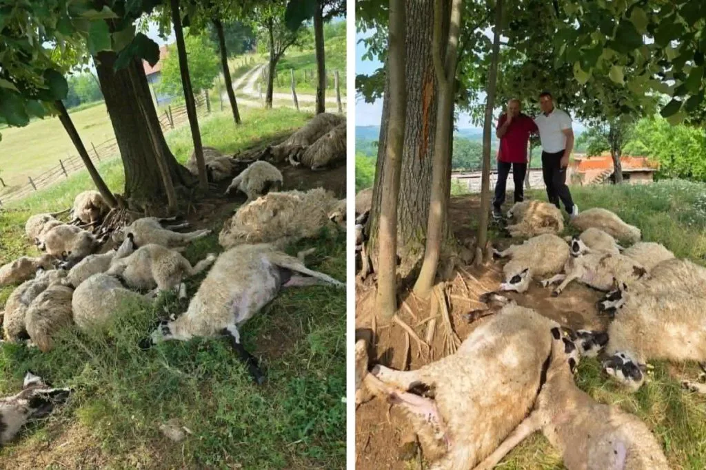 BiH: Nakon teške obiteljske tragedije – udar groma im usmrtio polovicu stada ovaca