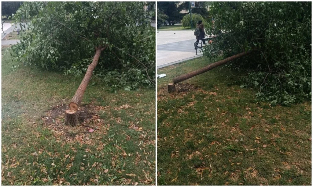 Foto/ Nevjerovatan vandalizam u centru Sarajeva: Motornom pilom posječeno mlado stablo