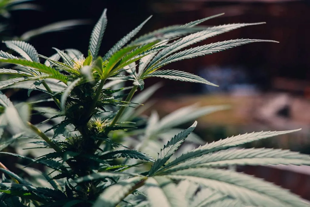 Po nalogu suda iz Čapljine pretres u Neumu: Pronađeno 50 stabljika cannabisa