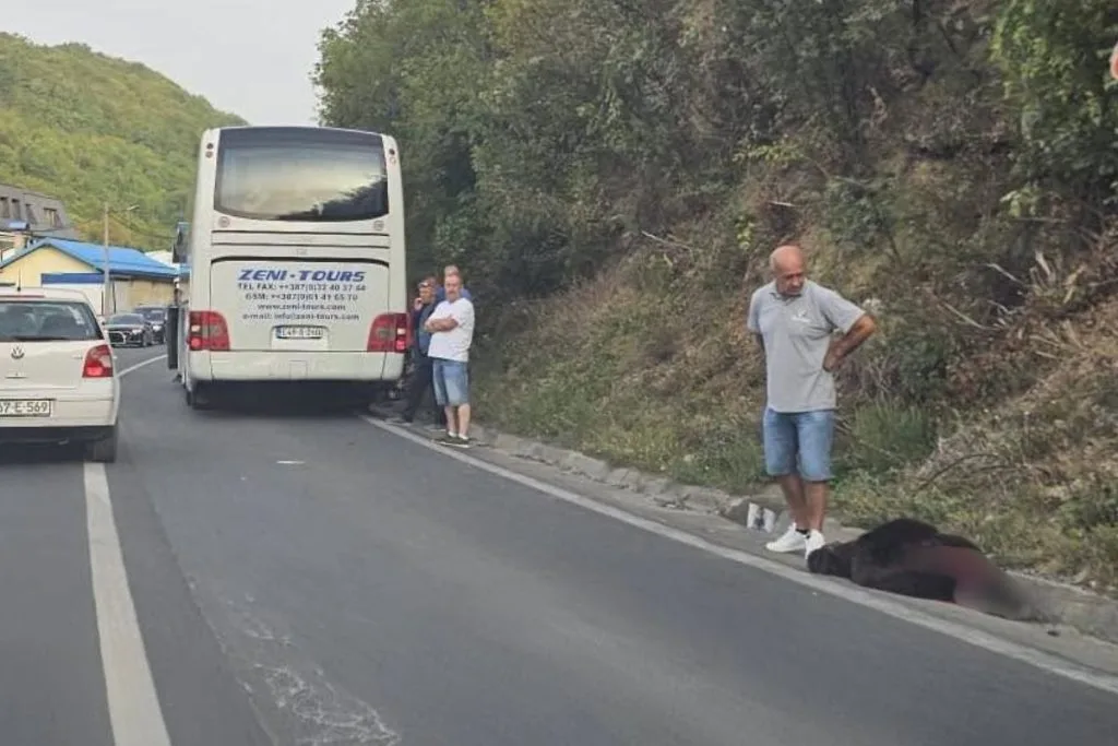 BiH: Autobus udario medvjeda na magistralnoj cesti
