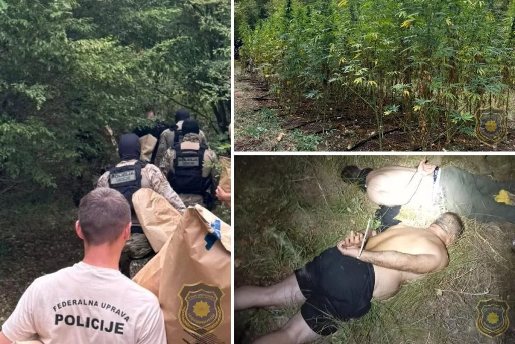 Uhićene dvije osobe: U HNŽ-u pronađeno 177 stabljika marihuane